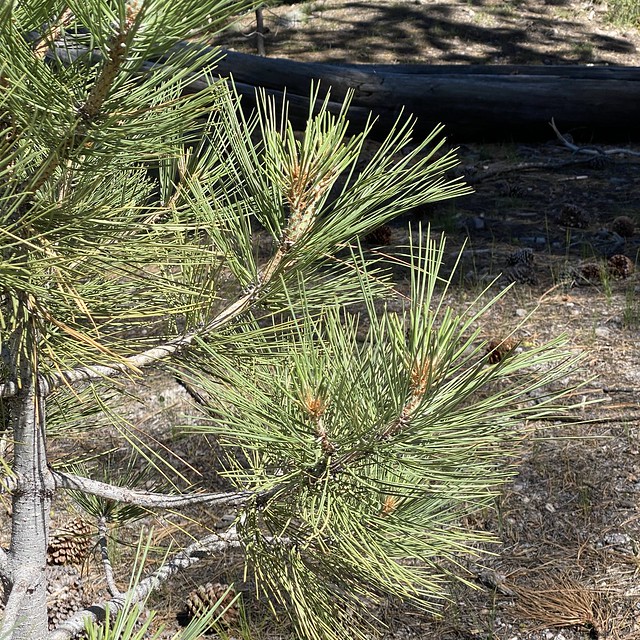Pinus jeffreyi  (Jeffrey Pine)