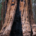 Fire Cavity On the Congress Trail in the Giant Forest, Sequoia National Park.