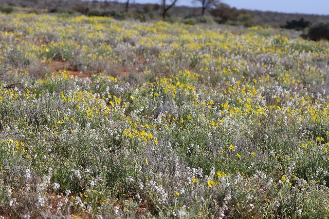 Desert Wildflowers, Lake Frome, South Australia