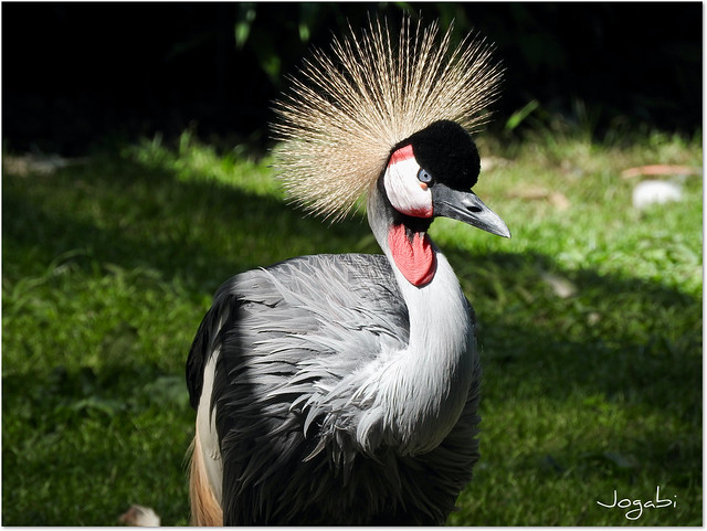 Grue couronnée - crowned crane