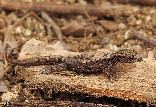 Collared Least Gecko (Sphaerodactylus glaucus)