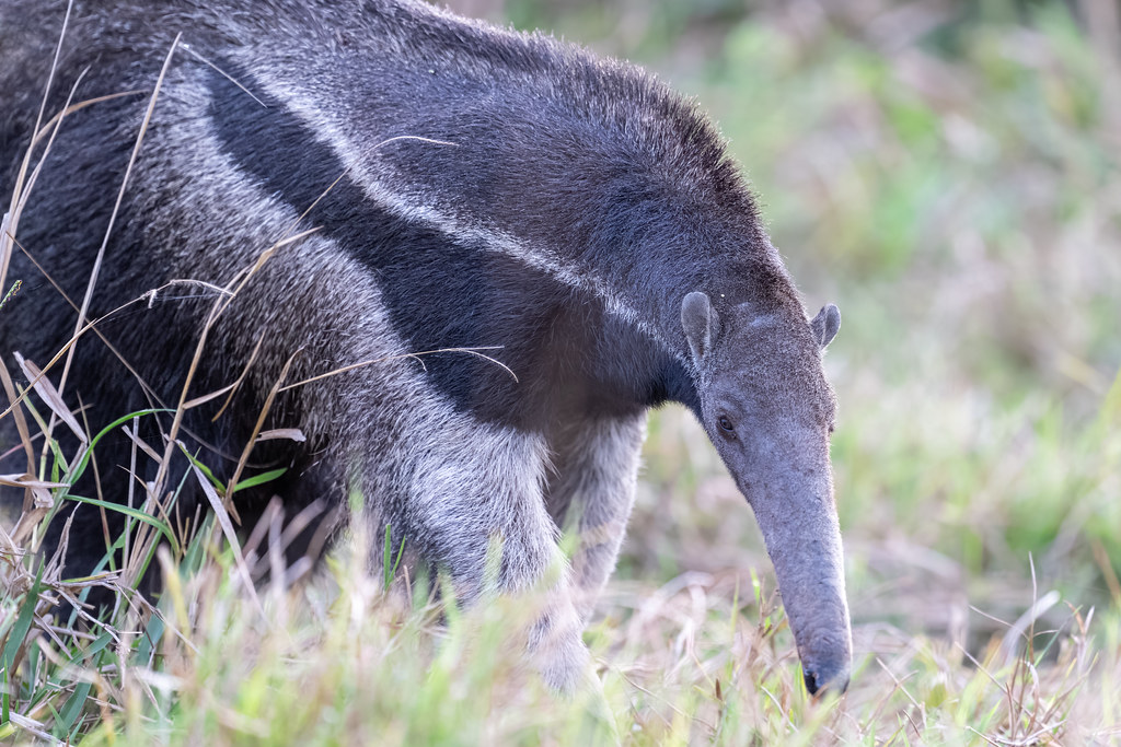 The Giant Anteater, one of the strangest animals I have photographed 😊