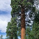 Sentinel tree 257.6 feet tall and something like the 43rd largest giant sequoia in the world. Outside the Giant Forest Museum, Sequoia National Park.