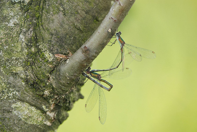 Willow Emeralds mating