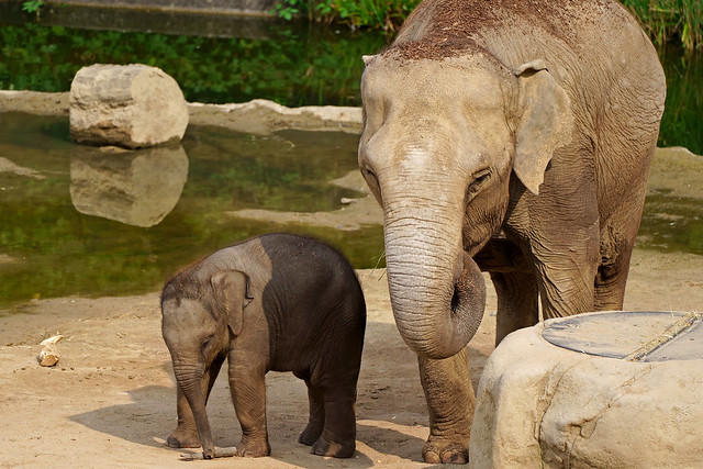 Elephas maximus - Asiatischer Elefant