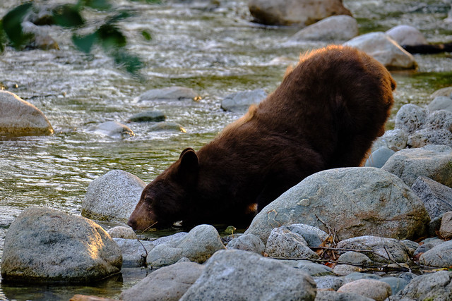 Mohawk drinking from Stawamus river