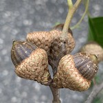 Pin oak acorns near Stillwater MN Sept. 4, 2023 
