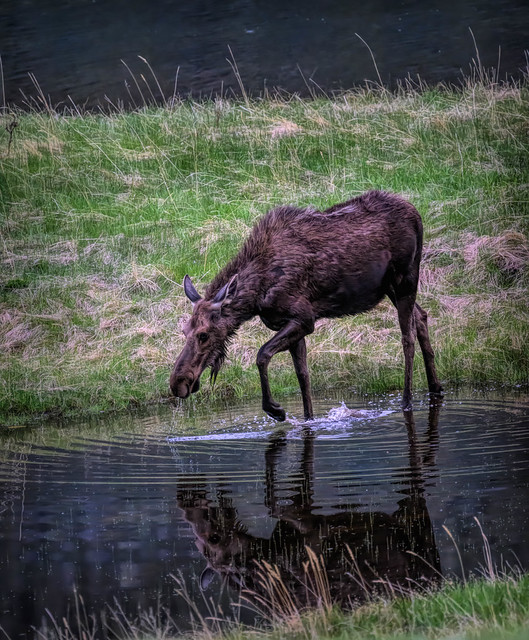 Moose reflection