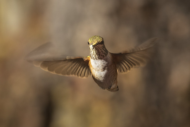 Hummingbird Motion
