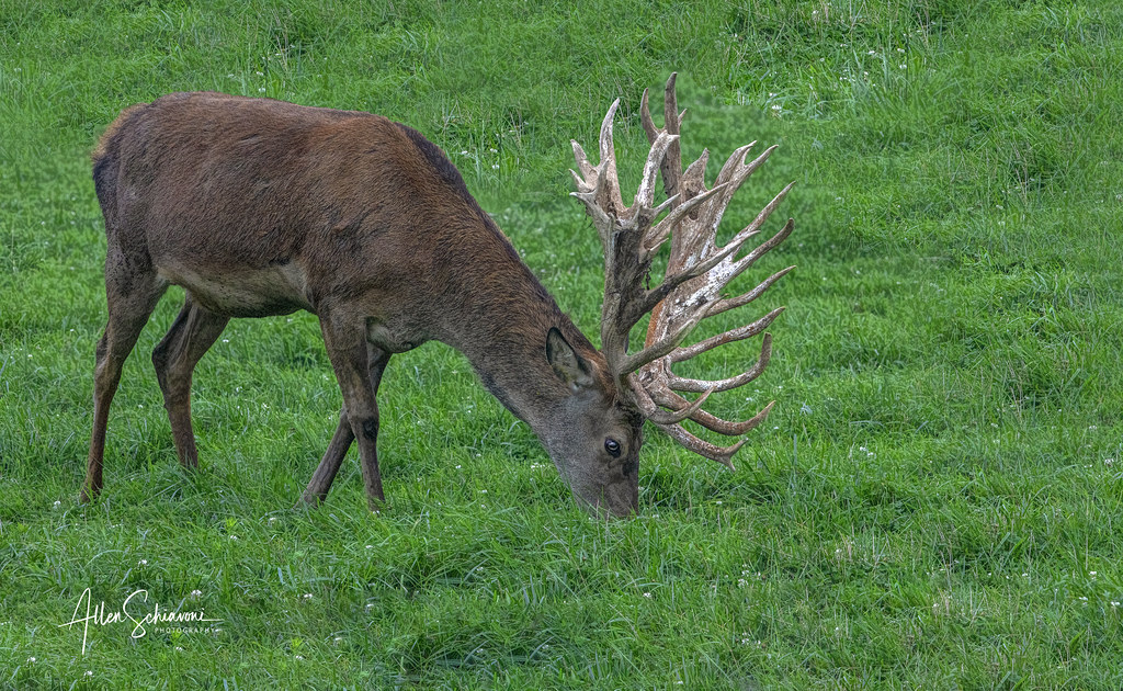 BIG BUCK WITH SUPER LARGE RACK AND PONITS....5-6 years old… | Flickr