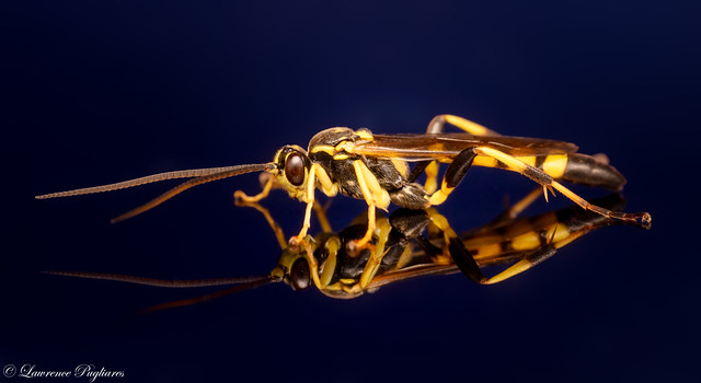 Ichneumon species wasp - Teatown Lake Reservation, Westchester County, New York