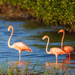 Florida Flamingos (21) OK fine, I&#039;ll post some more Flamingo photos. I photographed this trio this morning. I also read an article stating that beside the 50 or so flamingos being spotted around Florida, they have been spotted in Alabama, South and North Carolina, Ohio, Tennessee, Texas and Virginia.