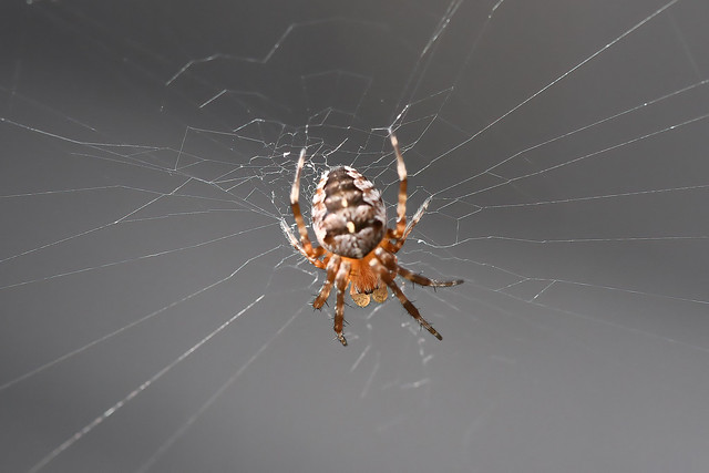Korsedderkop, Garden spider, Gartenkreuzspinne-(Araneus diadematus)-3702