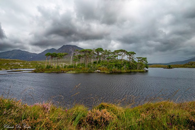 Pines Island on Derryclare Lake, Irlande