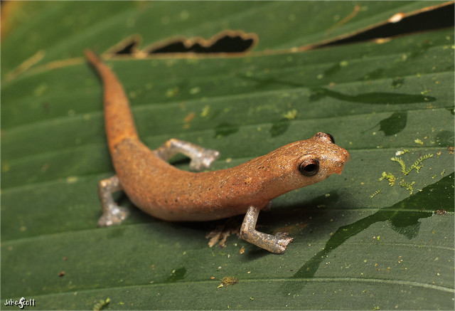 Nymph Salamander (Bolitoglossa nympha)