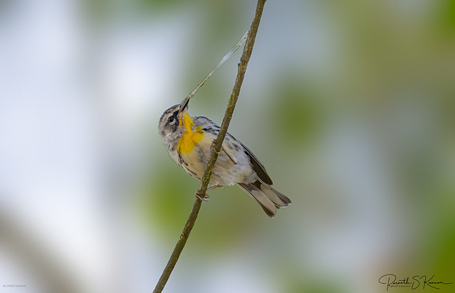 A Yellow-throated Warbler