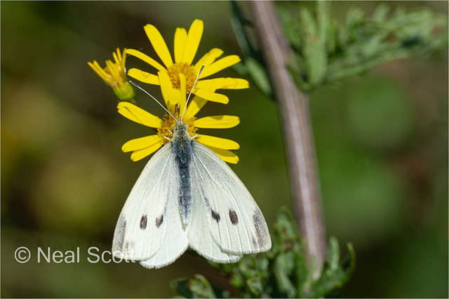 Small-white butterfly