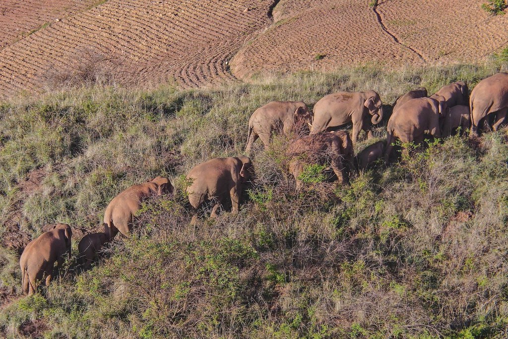2020年6月20日，出走的象群在峨山縣大龍潭鄉附近活動。 圖片來源：Alamy