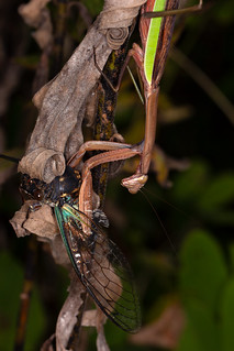 Chinese Mantis (Tenodera sinensis) eating cicada
