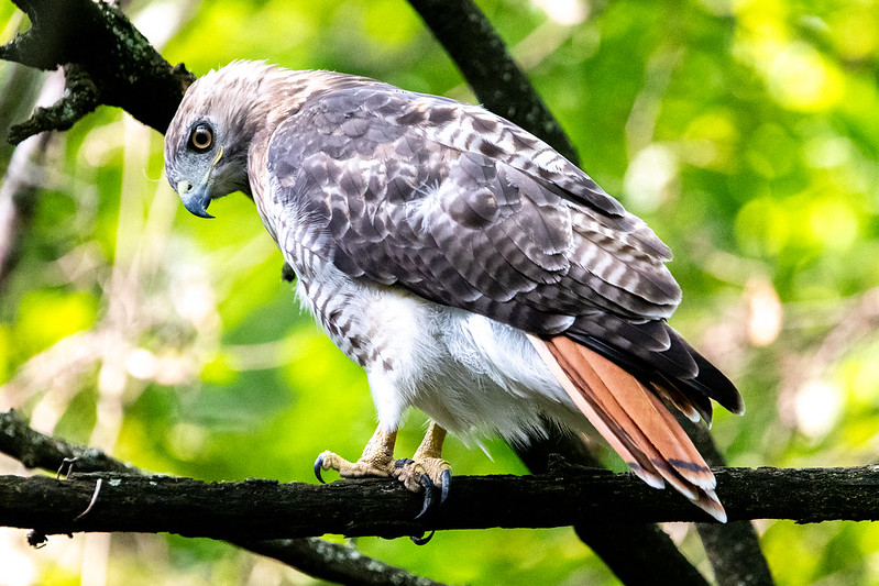 red-tailed-hawk-4265