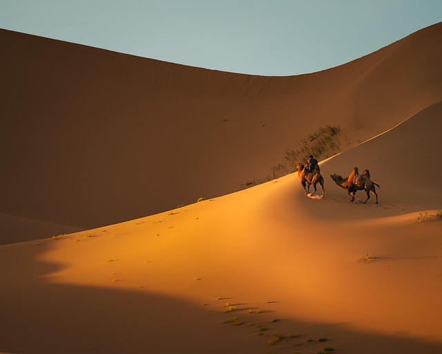 Dunes and Camels