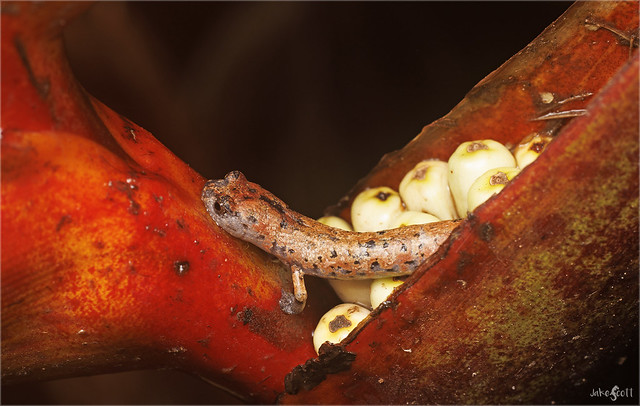 Giant Palm Salamander (Bolitoglossa dofleini)