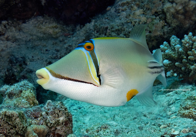 Picasso Triggerfish, Red Sea