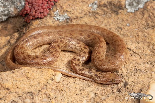 Alopecion guttatum - Spotted Rock Snake