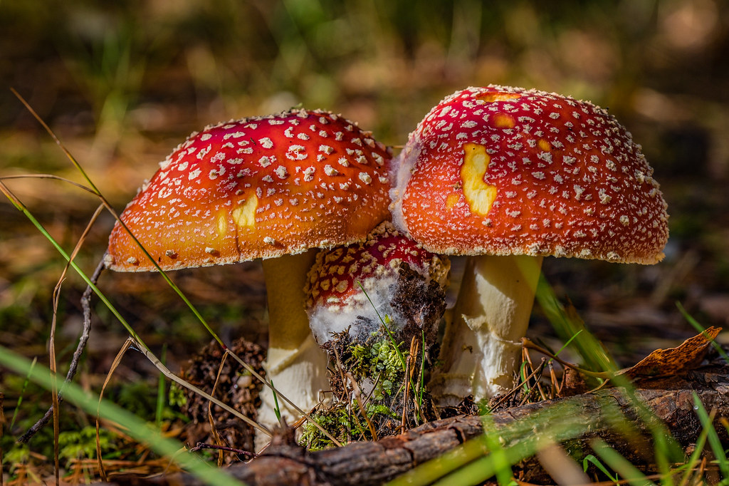 amanita-muscaria-punak-rp-ssieni-nikon-z6ii-elmeri13-flickr