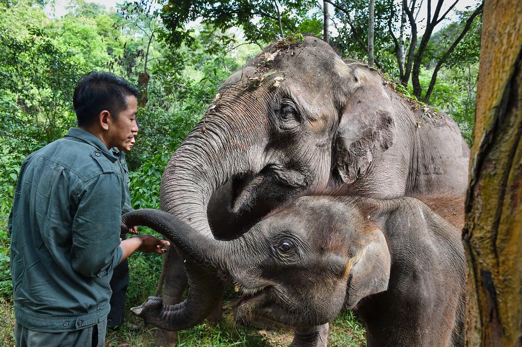 在西雙版納的亞洲象救護與繁育中心， 大象保育員主要負責照料、撫育救助回來的大象，為亞洲象的研究和救助提供著重要支援。 圖片來源：Li Mangmang / Alamy