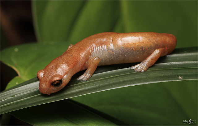 Coban Climbing Salamander (Bolitoglossa helmrichi)