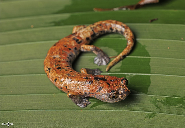 Giant Palm Salamander (Bolitoglossa dofleini)