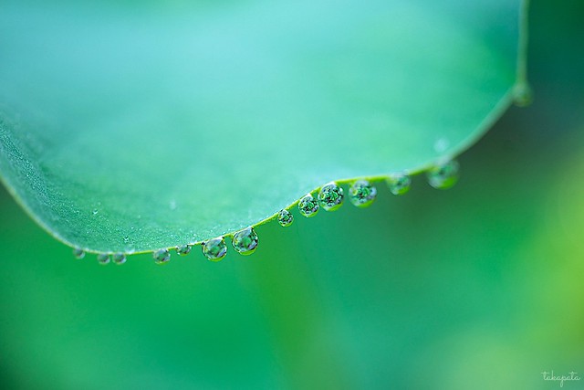 Morning Dewdrops