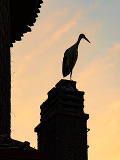 A lonely stork on a chimney