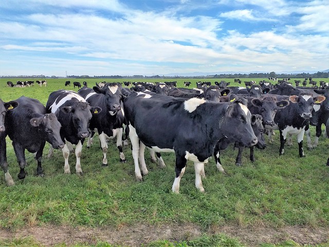 Cows crowd
