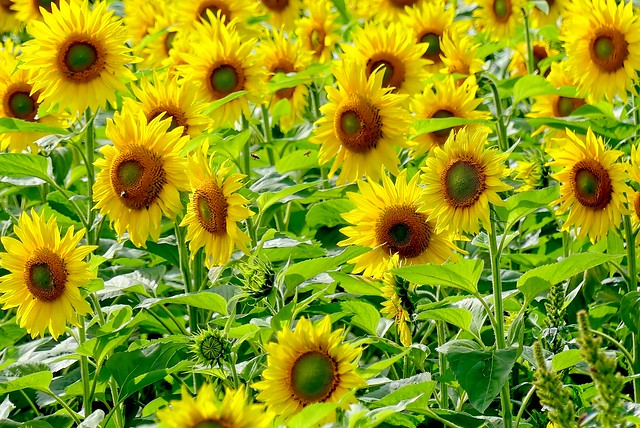 zonnebloemen - sunflowers (P1050742 1)