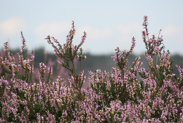 Flowering heather
