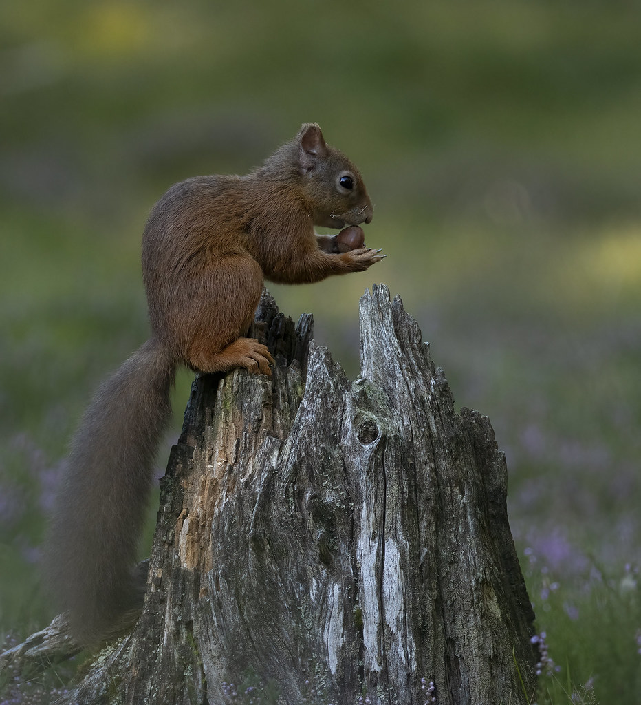 Red Squirrel | Alison Sparrow | Flickr