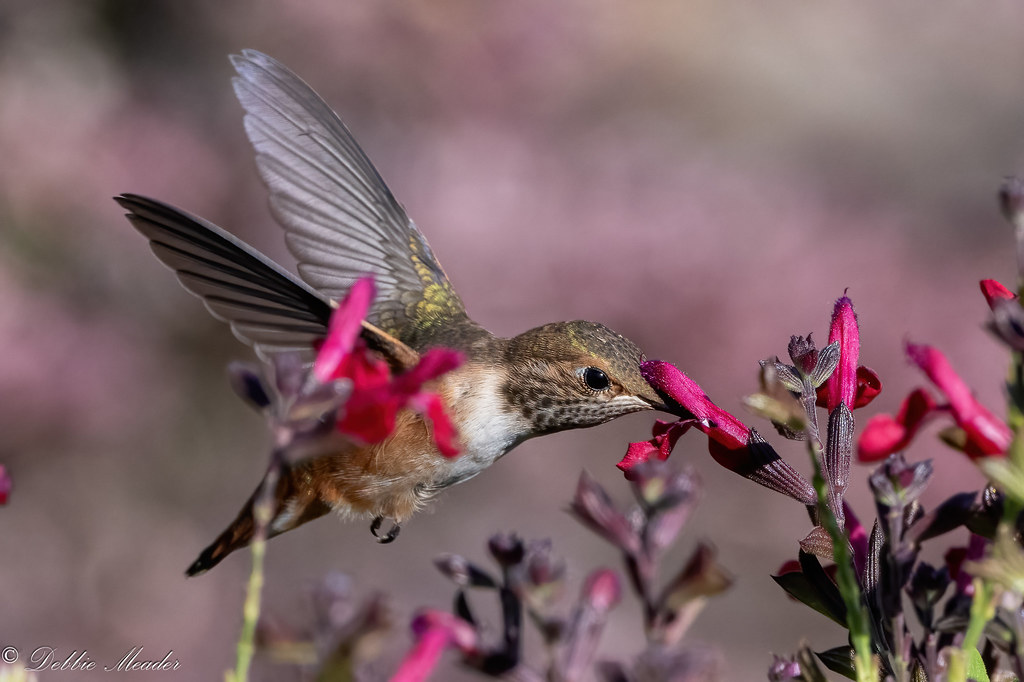 Female Rufous Hummingbird sipping nectar!!! | A female Rufou… | Flickr