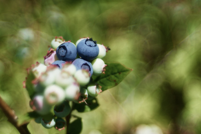 blueberries (Explore: September 6, 2023)