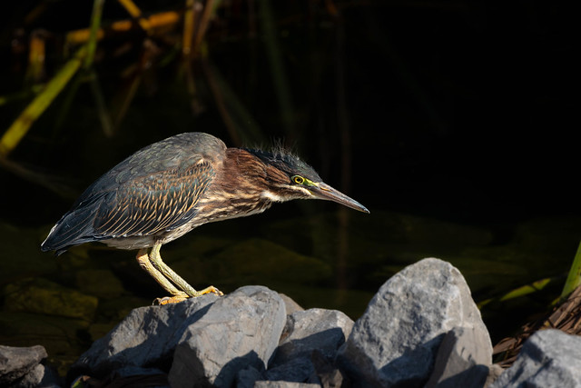 Juvenile Green Heron hunting from the rocks