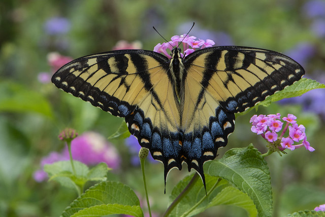 Eastern Tiger Swallowtail, female (Papilio glaucus)