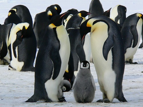 Penguins! From Through the Eyes of an Educator: The Waiting Game – 5 minutes to forever