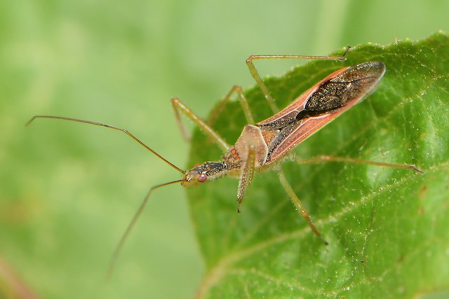 Leafhopper Assassin Bug in a attack pose