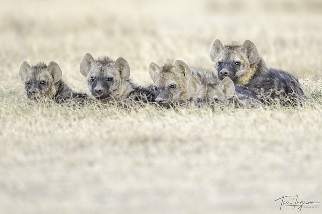 Spotted Hyena cubs peaking out of den