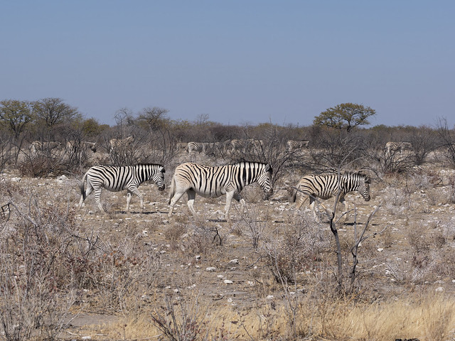 Burchell's Plains Zebras