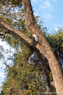 Tawny Eagle along the Chobe River