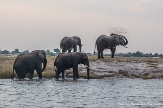Elephants crossing the Chobe River and Bathing