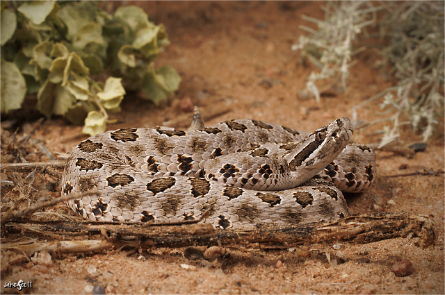 Desert Massasauga (Sistrurus tergeminus edwardsii)
