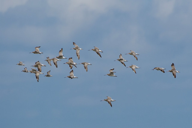 K33P0664c Bar-tailed Godwits, Titchwell Beach, June 2022
